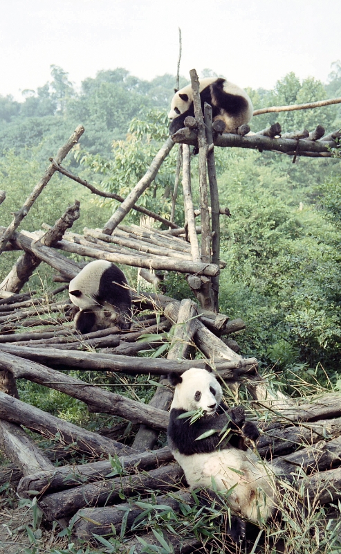 Giant panda, Xian China 3.jpg - Pandas